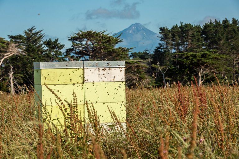 Paranuka importiert den einzigartigen Manuka Honig aus Neuseeland